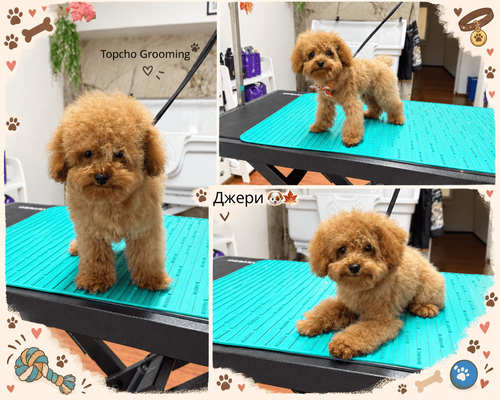 topcho-grooming-sofiya-izgrev-gallery-image-main