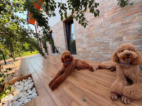 rozis-luxury-dog-hotel-sapareva-banya-gallery-image-main