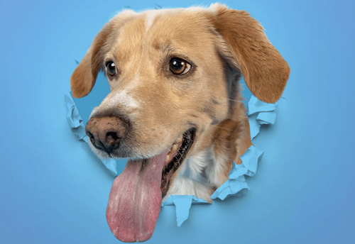 best-friends-photo-studio-sofiya-studentski-grad-gallery-image-main