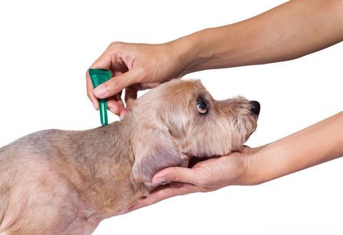 veterinaren-kabinet-i-apteka-sveta-marina-sofiya-centur-gallery-image-main