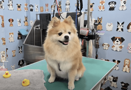 gruming-salon-zoofamiliya-sofiya-iztok-gallery-image-main