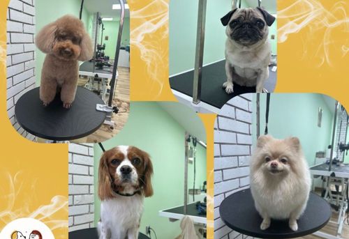 jigullett-grooming-salon-sofiya-hladilnika-gallery-image-main