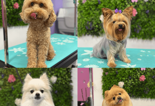 topgrooming-sofiya-iztok-gallery-image-main