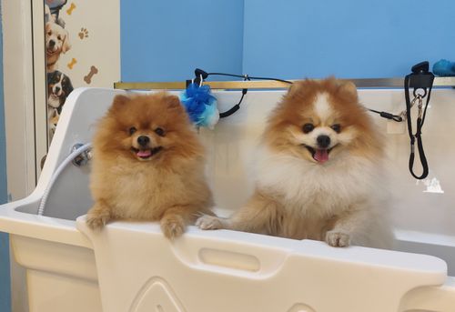 puh-i-prah-grooming-salon-sofiya-ovcha-kupel-gallery-image-main