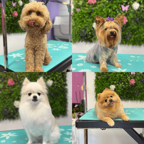 topgrooming-sofiya-iztok-gallery-image-main